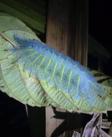 Rare blue fuzzy caterpillar found during jungle trekking - a part of the Khao Sok 3 days 2 nights tour package in Thailand