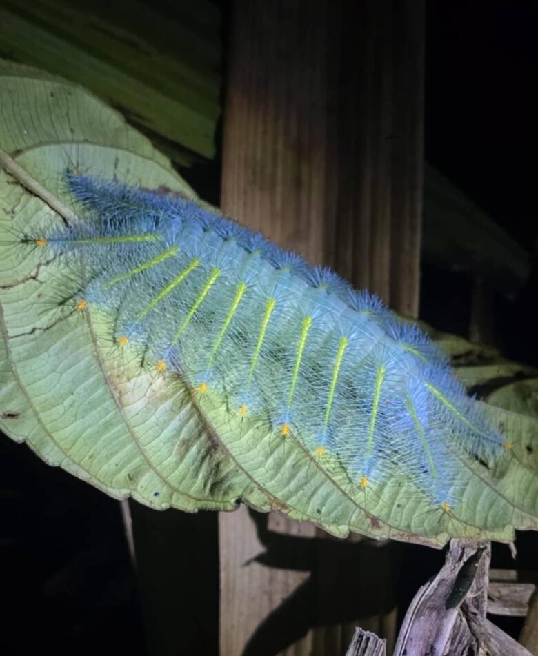 Rare blue fuzzy caterpillar found during jungle trekking - a part of the Khao Sok 3 days 2 nights tour package in Thailand
