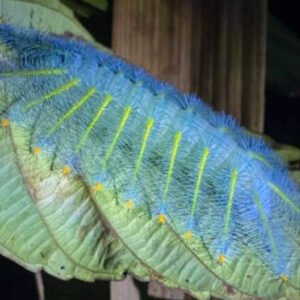 Khao Sok Night Safari